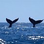Two Humpback Whale tails